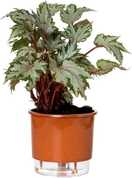 Vaso autoirrigável para plantas